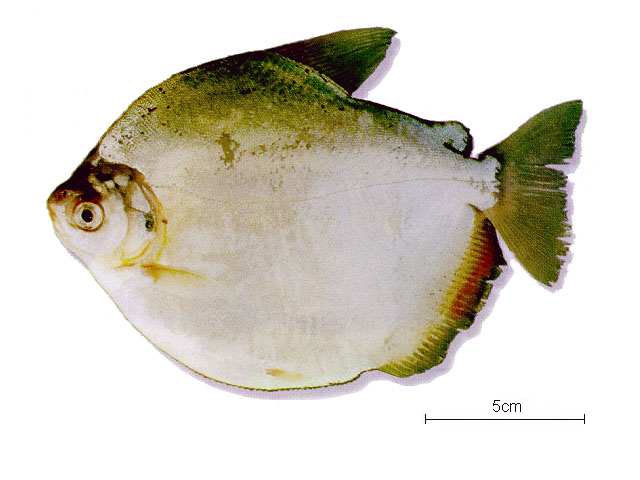 Mylossoma duriventre (Cuvier, 1818)